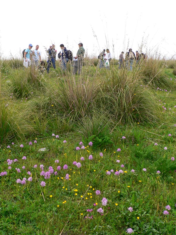 Primavera e orchidee palermitane